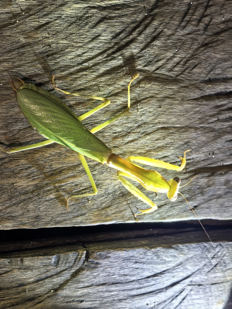 Hierodula laevicollis