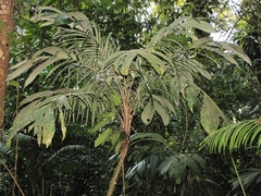 Astrocaryum mexicanum