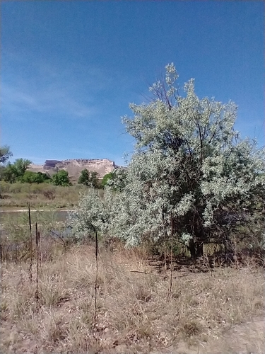 Elaeagnus angustifolia