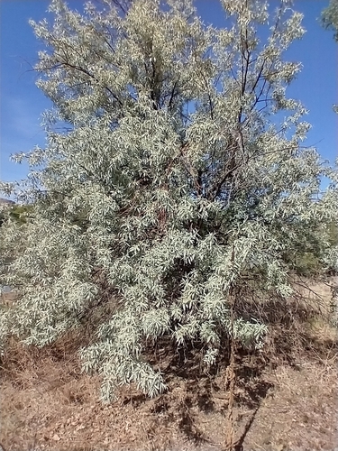 Elaeagnus angustifolia