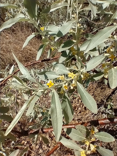Elaeagnus angustifolia