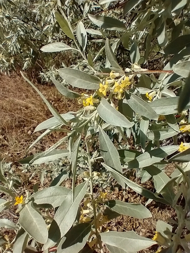 Elaeagnus angustifolia