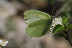 Gonepteryx rhamni