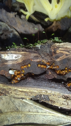 Monomorium latastei
