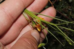 Lathyrus annuus
