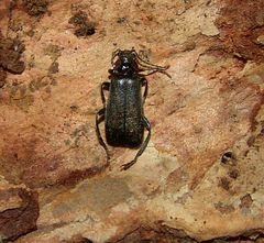 Cantharis tuberculata