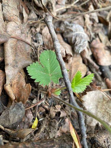 Fragaria vesca