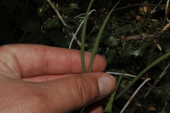 Lathyrus annuus