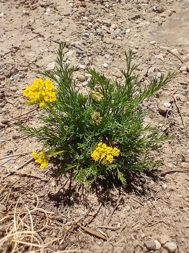 Musineon tenuifolium