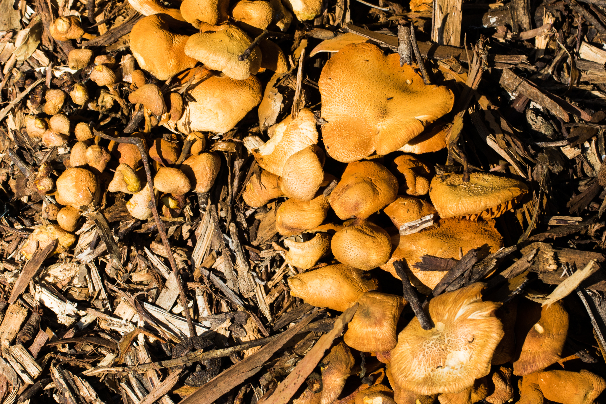 Gymnopilus sapineus image
