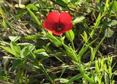 Linum grandiflorum