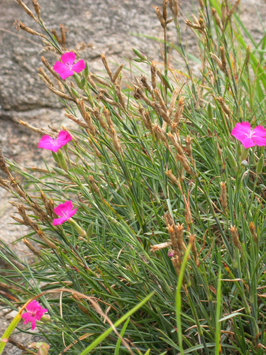 Dianthus caryophyllus