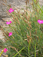 Dianthus caryophyllus