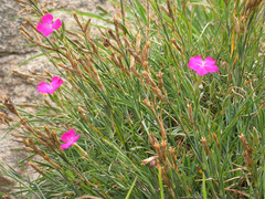 Dianthus caryophyllus