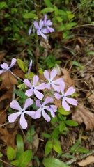 Phlox divaricata