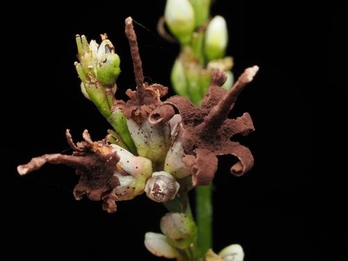 Polygonaceae observed 2026-05-26