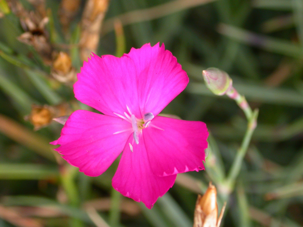 clove pink
