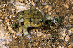 Sclerophrys