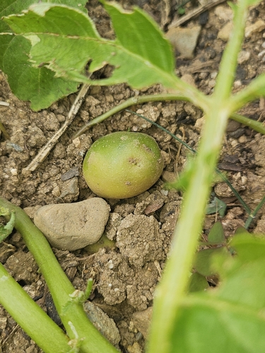 potato