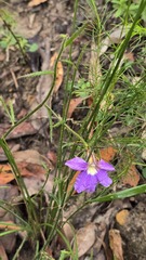 Scaevola ramosissima, photograph (c) Petra Holland, some rights reserved (CC BY)