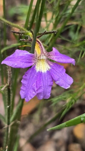 Scaevola ramosissima, photograph 4