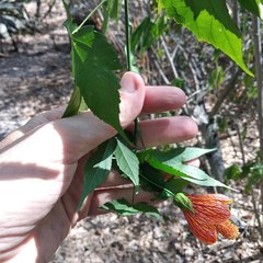 Callianthe picta