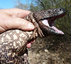 Heloderma exasperatum