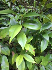 Myrceugenia planipes