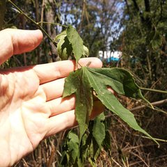 Callianthe picta