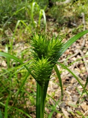 Carex lupuliformis