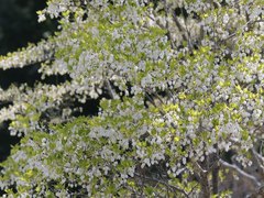 Enkianthus perulatus