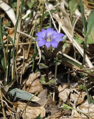 Gentiana zollingeri