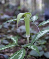 Arisaema yamatense sugimotoi
