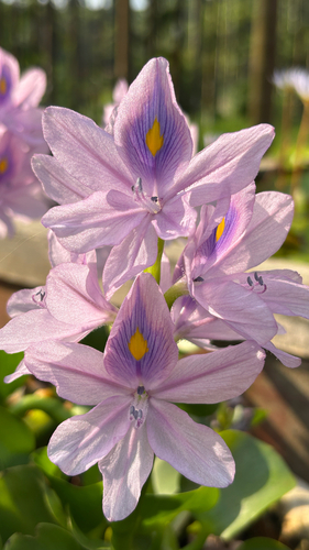 common water hyacinth