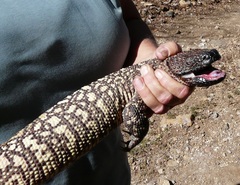 Heloderma exasperatum