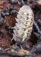 Armadillidium vulgare