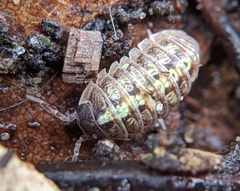 Armadillidium vulgare
