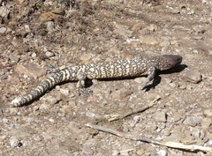 Heloderma exasperatum