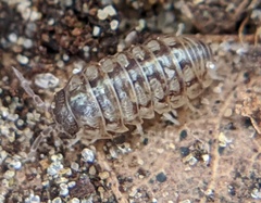Armadillidium vulgare