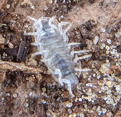 Armadillidium vulgare