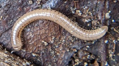 Cylindroiulus