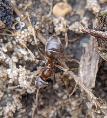 Lasius