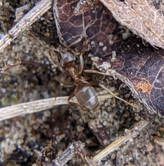 Lasius
