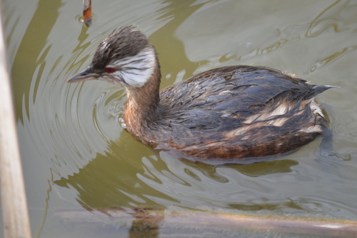 White-tufted Grebe