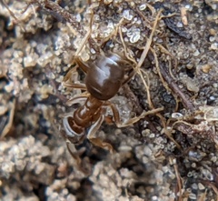 Lasius