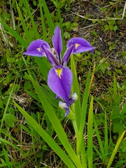 Iris savannarum