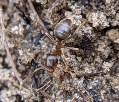 Lasius