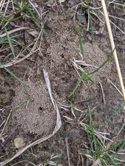 Lasius