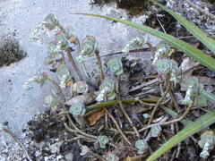 Sedum palmeri