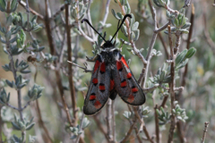 Zygaena rhadamanthus